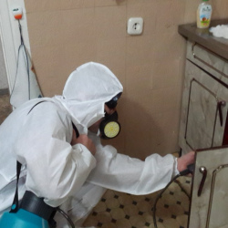 Дезинфекция от муравьев в квартире в Турово